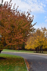 Naklejka premium Autumn leaves in the park
