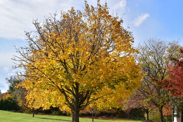 Fototapeta premium Autumn trees in the park