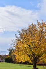Fototapeta premium Autumn trees in the park