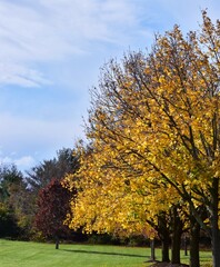 Fototapeta premium Autumn trees in the park