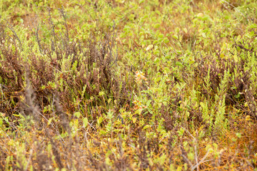 plants