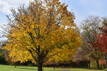 Fototapeta premium Autumn trees in the park