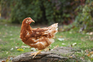 Beautiful chicken in yard on farm. Domestic animal