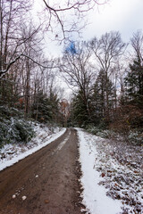 Vertical winter scene on a tree lined muddy snowy winding rural country dirt road, no people