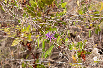 Passionfruit Flower Exotic