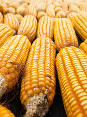 Picture of corn with cobs