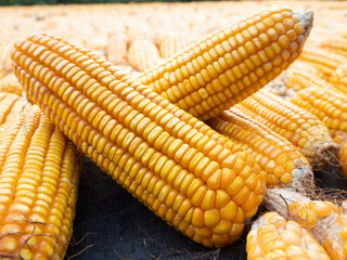 Picture of corn with cobs