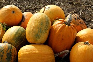 Pile of ripe orange pumpkins on ground in field