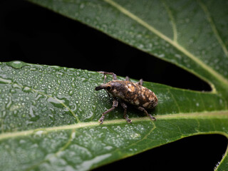 Close up shoot of Weevils beetles