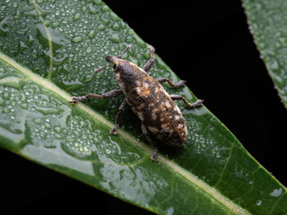 Close up shoot of Weevils beetles