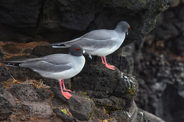 swallow tailed gulls on cliff edge on Galapagos islands