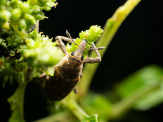 Close up shoot of Weevils beetles