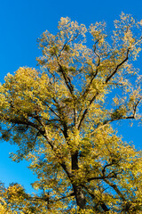 Linde mit Herbstlaub auf dem Württemberg in Stuttgart
