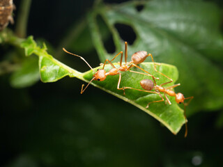 Close up shoot of red ants on a leaf
