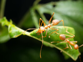Close up shoot of red ants on a leaf