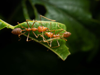 Close up shoot of red ants on a leaf