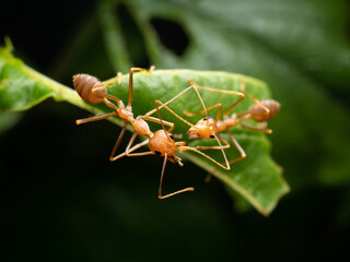Close up shoot of red ants on a leaf