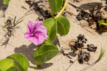 blossom of beach