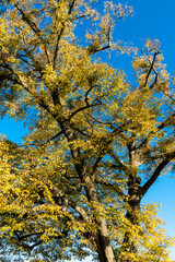 Linde mit Herbstlaub auf dem Württemberg in Stuttgart