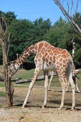 Naklejka na ściany i meble Giraffe in wildlife eating bark of tree