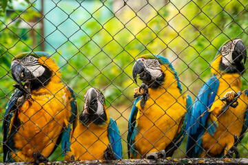 Beautiful exotic yellow Macaw parrots on the cage fence. Selective focus through the fence