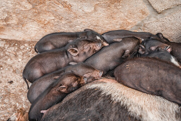 Lots of little black piglets, baby mini pig