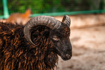 Portrait of a ram in close-up