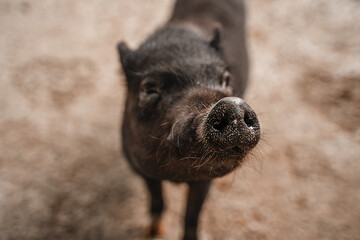 Fototapeta premium Cute little black piggy, portrait of mini pig
