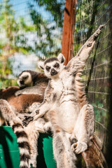 Funny cute lemurs at the zoo