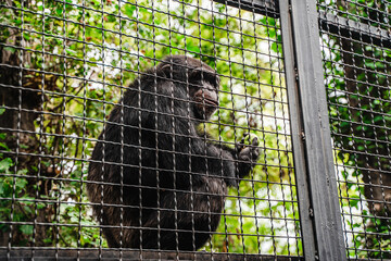 A chimpanzee monkey in a cage at the zoo. Selective focus on the grid