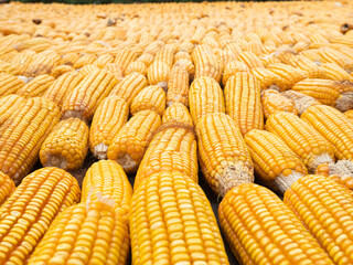 Fototapeta na wymiar Picture of corn with cobs