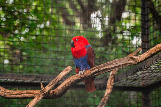 Beautiful exotic red bird in a zoo in a cage