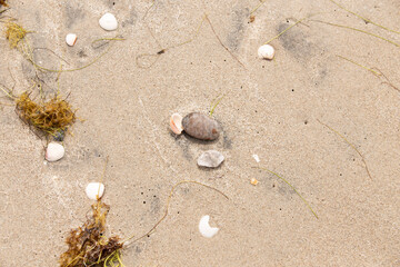 shell