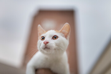 Beautiful cute kitten on the outstretched hand of a man, close-up.