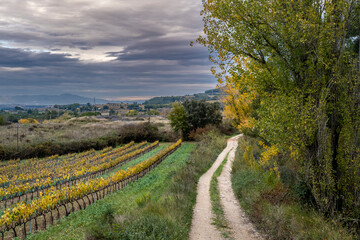 Obraz premium Wine landscape in the Subirats region in Penedes in Barcelona province in Catalonia Spain
