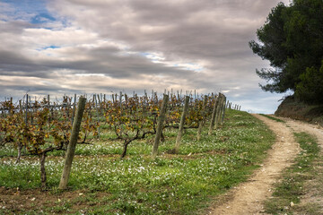 Fototapeta na wymiar Wine landscape in the Subirats region in Penedes in Barcelona province in Catalonia Spain