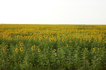 Fototapeta premium bright sunflower field Agricultural field harvest season