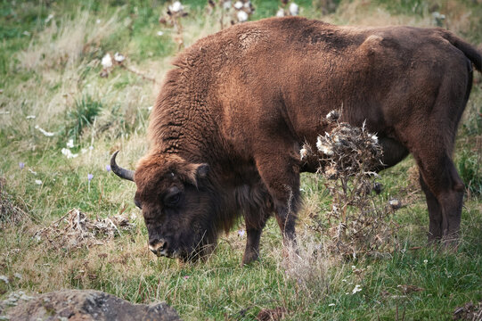 Large brown wild bison grazing in nature