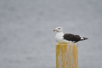 Obraz premium Mantelmöwe (Larus marinus)