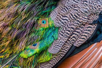 Obraz premium peacock with feathers