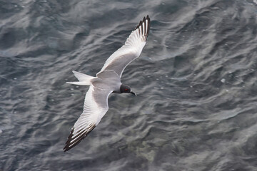 swallow-tailed seagull flying over the water