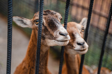 Young and adult goats beg for food from zoo visitors