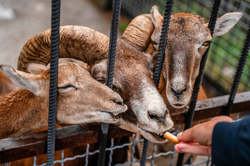 Young and adult goats beg for food from zoo visitors