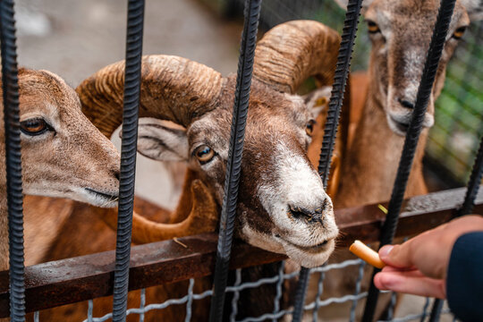 Young and adult goats beg for food from zoo visitors