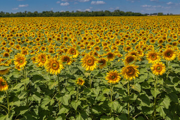 Sunflowers close up in field with the blue sky