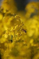 yellow flowers in the spring