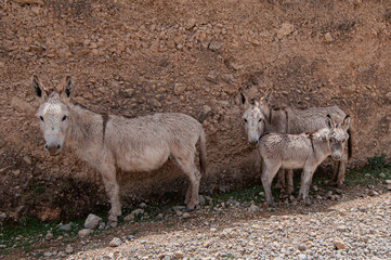 Donkeys at the wall