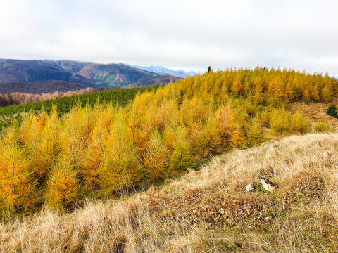autumn in the mountains, Zanoaga Meadow, Ciucas Mountains, Romania