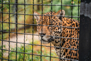 Leopard behind the fence of the cage in the zoo. Wild animals in the zoo. Selective focus through the grid