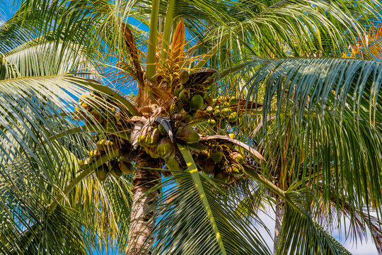 Palm trees with coconuts against blue sky. Tropical trees on island, blue sky as background. High quality photo
